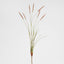 Foxtail grass Spray Pink