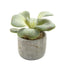 Succulent in Cement 17cm
