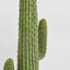 Cereus Cactus in Black Pot 147cm