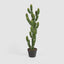 Potted Cactus 98cm