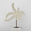 Starfish on Marble White