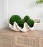 Giant Clam Sculpture Natural