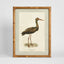 Heron Study A Wall Art 45x60cm
