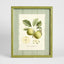 Apple Study 1 Wall Art 34x42cm