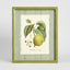 Apple Study 2 Wall Art 34x42cm