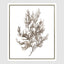 Coastal Botanical A Wall Art 52.5 x 62.5cm.