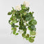 Geranium Bush Trail 60cm Cream (Set of 6)