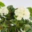 Geranium Bush Trail 60cm Cream (Set of 6)