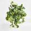 Geranium Bush Trail 60cm Cream (Set of 6)