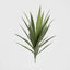 Yucca Head Green 64cm