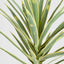 Yucca Head W/36 Lvs 78cm Green - House of Isabella AU