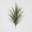 Yucca Head Green 78cm