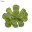 Echeveria succulent 10cm Green