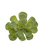 Echeveria succulent 10cm Green