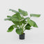 Calathea Fasciata 65cm Green - House of Isabella AU