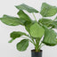 Calathea Fasciata 65cm Green - House of Isabella AU