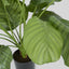 Calathea Fasciata 65cm Green - House of Isabella AU