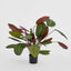 Artificial Calathea Fasciata 65cm Green/Red - House of Isabella AU