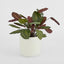 Artificial Calathea Fasciata 65cm Green/Red - House of Isabella AU