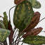 Artificial Calathea Fasciata 65cm Green/Red - House of Isabella AU