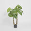Artificial Alocasia Calidora 1m W/13 Lves - House of Isabella AU
