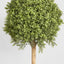 Artificial Boxwood Ball Tree 1.5M (Dia 60cm) - House of Isabella AU