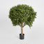 Boxwood Ball Tree 85cm
