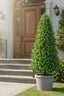 Artificial Boxwood Pyramid Tree 1m - House of Isabella AU