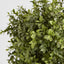Artificial Boxwood Spiral Tree Budget 1.4m - House of Isabella AU