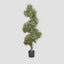 Boxwood Spiral Tree 1.5m