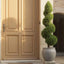 Boxwood Spiral Tree 1.5m