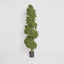 Boxwood Spiral Tree 1.9m