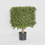 Boxwood Square Top 55cm