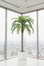 Coconut Palm 4.5m