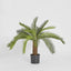 Cycus Palm 80cm 21 Lves - House of Isabella AU