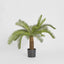 Cycus Palm 80cm 21 Lves - House of Isabella AU