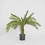 Cycus Palm 80cm 21 Lves - House of Isabella AU