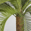 Cycus Palm 80cm 21 Lves - House of Isabella AU