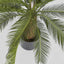 Cycus Palm 80cm 21 Lves - House of Isabella AU