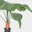 Fan Palm 1.22m W/10 Leaves - House of Isabella AU
