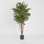 Artificial Ficus Retusa 1.8m - House of Isabella AU