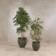 Artificial Ficus Retusa Bush Tree 1.8m - House of Isabella AU