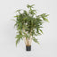 New Bamboo Tree 1m