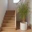 Artificial New Bamboo Tree Budget 1.6m - House of Isabella AU