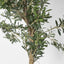 Artificial Olive Tree 2m - House of Isabella AU