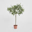 Olive Topiary 65cm W/312 Lvs 18 F