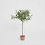Olive Topiary 65cm W/312 Lvs 18 F