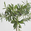 Olive Topiary 65cm W/312 Lvs 18 F