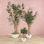 Olive Topiary 65cm W/312 Lvs 18 F