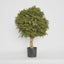 Red Day Leaf Ball Tree 85cm